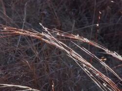 Oklahoma Field Stock Footage