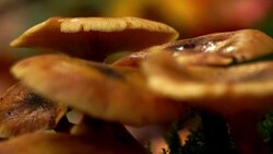 Fungus in Caucasus Stock Footage