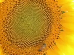 Bee and Sunflower Stock Footage