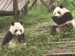 Giant Panda cubs, Chengdu Panda Base, Sichuan, China  Stock Footage