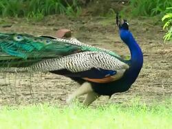 Peacock Stock Footage