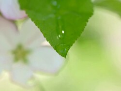 SLO MO Macro of drops dripping off the leaf Stock Footage