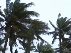 Palm Trees Blow In Hurricane Wind Stock Footage