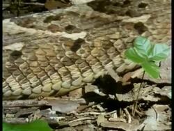 BCU Puff Adder (Bitis arietans) scales moving along forest floor, Kenya Stock Footage