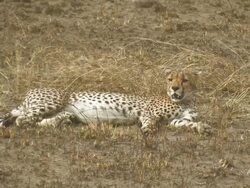 Cheetah (Acinonyx jubatus) laying, breathing heavily, Manyara, Tanzania Stock Footage
