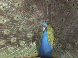 Peacock (Pavo cristatus) male displays, cu, courtship, UK Stock Footage