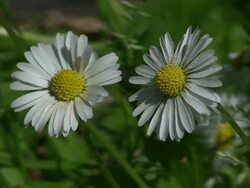 Two Daisy's Stock Footage