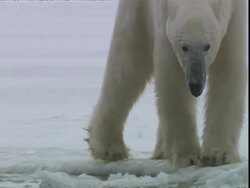Immature Polar bear (Ursus maritimus) sticking head under water, near Churchill, Manitoba, Canada Stock Footage