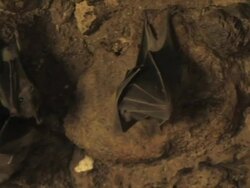 Fruit bat (family Pteropodidae) hanging on cave ceiling, zoom out to hundreds, Israel Stock Footage