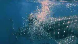 Whale Shark (Rhincodon types) and Cobia (Rachycentron canadum) swimming together. Location is the Andaman Sea, Krabi, Thailand. This is a classic display of primal instinctive animal behavior. A symbiotic relationship that ensures their survival. Stock Footage