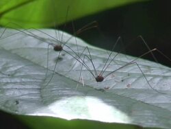 Pair of harvestmen on a leaf Stock Footage