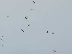 MS Shot of Steppe Buzzards (Buteo Buteo vulpinus) thermalling on migration / Eilat, Negev Desert, Israel  Stock Footage