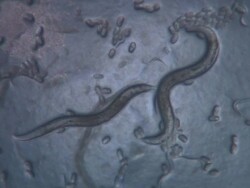 Adult Caenorhabditis elegans nematode with eggs Stock Footage