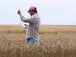 MS DS Farmer in Wheat Field Looking at Crop, Using Tablet Computer / Oyster, Virginia, USA Stock Footage