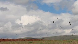 Many storks flying over the farm Stock Footage
