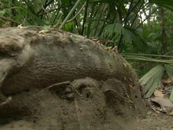 Mid of ants crawling over log, Tayrona National Natural Park [Parque Nacional Natural Tayrona], Sierra Nevada, Colombia Stock Footage