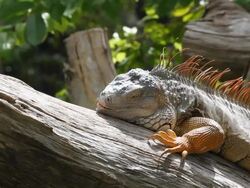 Big iguana close-up Stock Footage