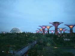 WS Supertrees ands cool houses in Gardens by the Bay at dusk Stock Footage