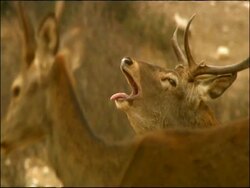 Red Deer (Cervus elaphus) stag roaring during the Rut, Autumn, Sierra Morena, Andalusia, Southern Spain Stock Footage