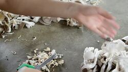 cutting mushrooms Stock Footage
