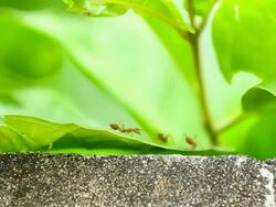 ant walking on the wall Stock Footage