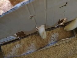 HD DOLLY : Chickens Eating Food Stock Footage