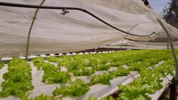 Hydroponic vegetable is planted in a garden Stock Footage