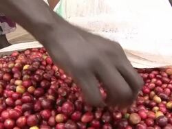 Manually sorting of harvested Fairtrade coffee beans Stock Footage