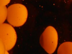 Lava 5 Stock Footage