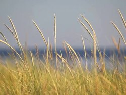 dune grass at coast in wind Stock Footage