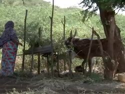 Local Muslim woman feeds cows Stock Footage