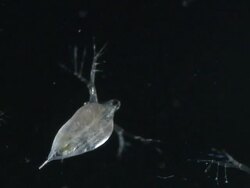 Water fleas (Daphnia sp.): common planktonic Crustaceans in eutrophic swamps and freshwater environments. Their sort lifespans and reproductive capibilities make them a useful indicator species. 40mm Luminar slow motion Stock Footage