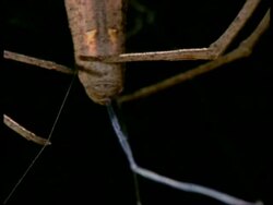 Net-casting Spider (Dinopis) - CU making silk net, Australia Stock Footage