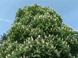 HD: Tall tree Stock Footage