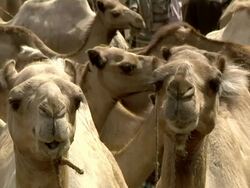 Camels at camel fair Stock Footage