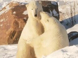 MS SLO MO Two Polar bears playing and fighting with each other  / Churchill, Manitoba, Canada Stock Footage