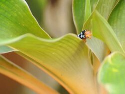 Larvae crawl on the leaves Stock Footage