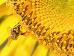 close up : bee feed and eat at sunflower Stock Footage
