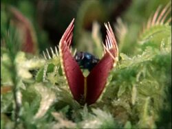 Venus Fly Trap catches fly, UK Stock Footage