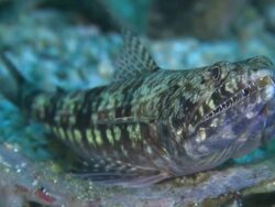 Twospot Lizardfish (Synodus binotatus) front view, Monad Shoa, Malapascua, Philippines Stock Footage