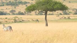 Zebra Grazing at Savannah Stock Footage