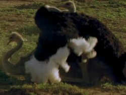 Ostrich (Struthio camellus) mating , mating ms, Namaqualand, South Africa Stock Footage