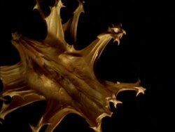 CU Zoom out High angle, Burr rotating against black background Stock Footage