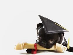 Graduation Pet Dog Stock Footage