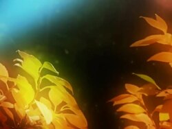 Nature with lens flare Stock Footage