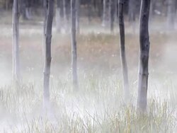 trees in wetlands with steam Stock Footage
