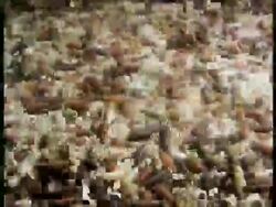 Time lapse - Squirming maggots gradually pupating, UK Stock Footage