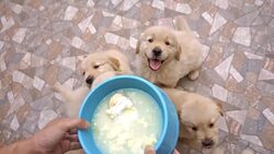 Delicious Time - Hungry Golden Retriever Puppies Stock Footage