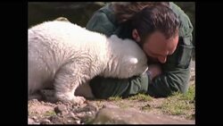 +4:3 Museum unveils statue of polar bear, with his real fur and claws Instructional Video