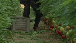 CLEAN : Gaza farmers export first produce to Israel after 8 years News Clip